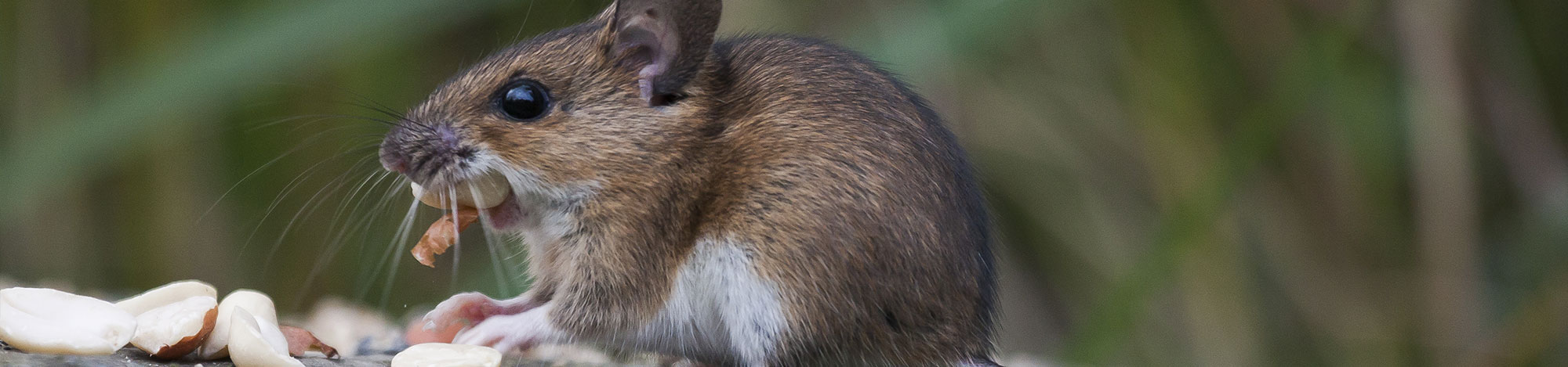 Mouse Eating Seeds