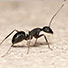 Ant