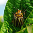 Beetle