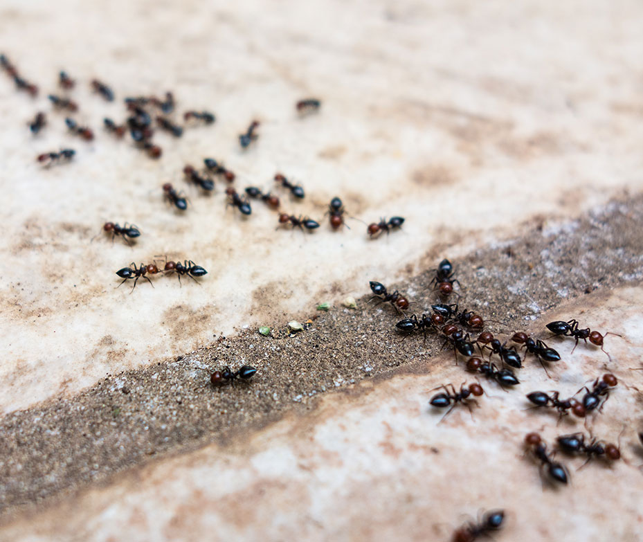 Group of Ants