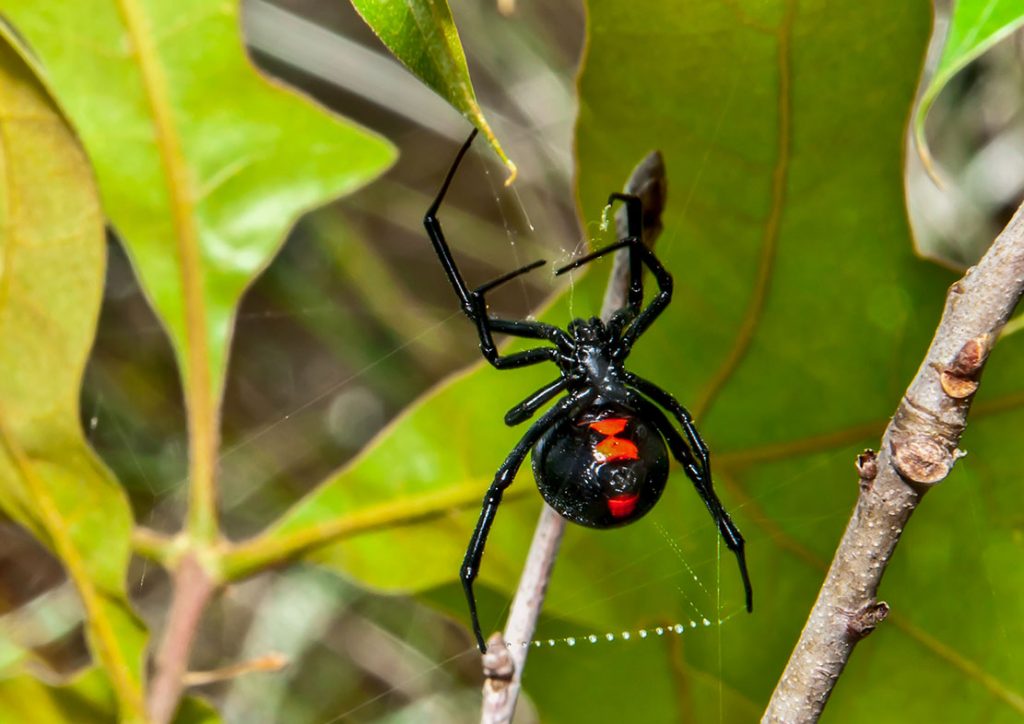 Black and Red Spider