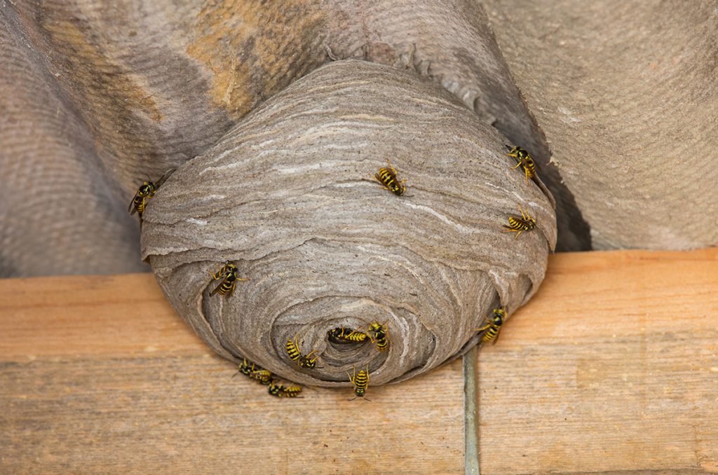 Wasp Nest